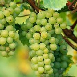 PİNOT BLANC PİNOT BLANC